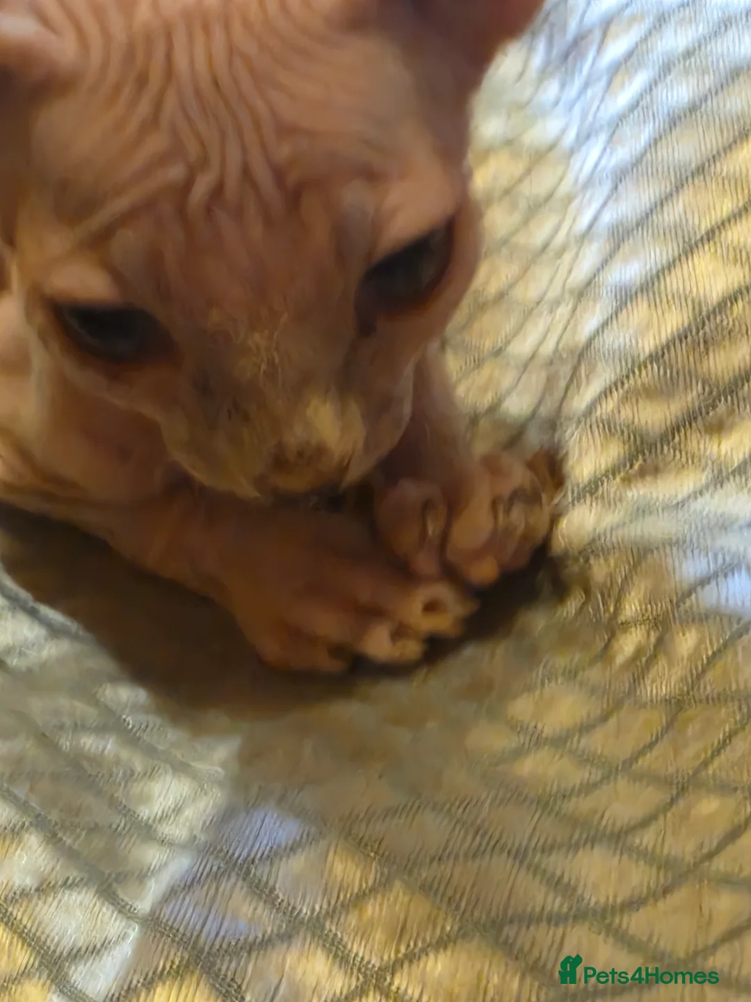 Sphynx cats for sale: Sphynx kittens 2 girls 1 boy - Advert 16