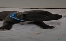 Staffordshire Bull Terrier dogs for sale: Blue staffs for sale £900 - Image 14