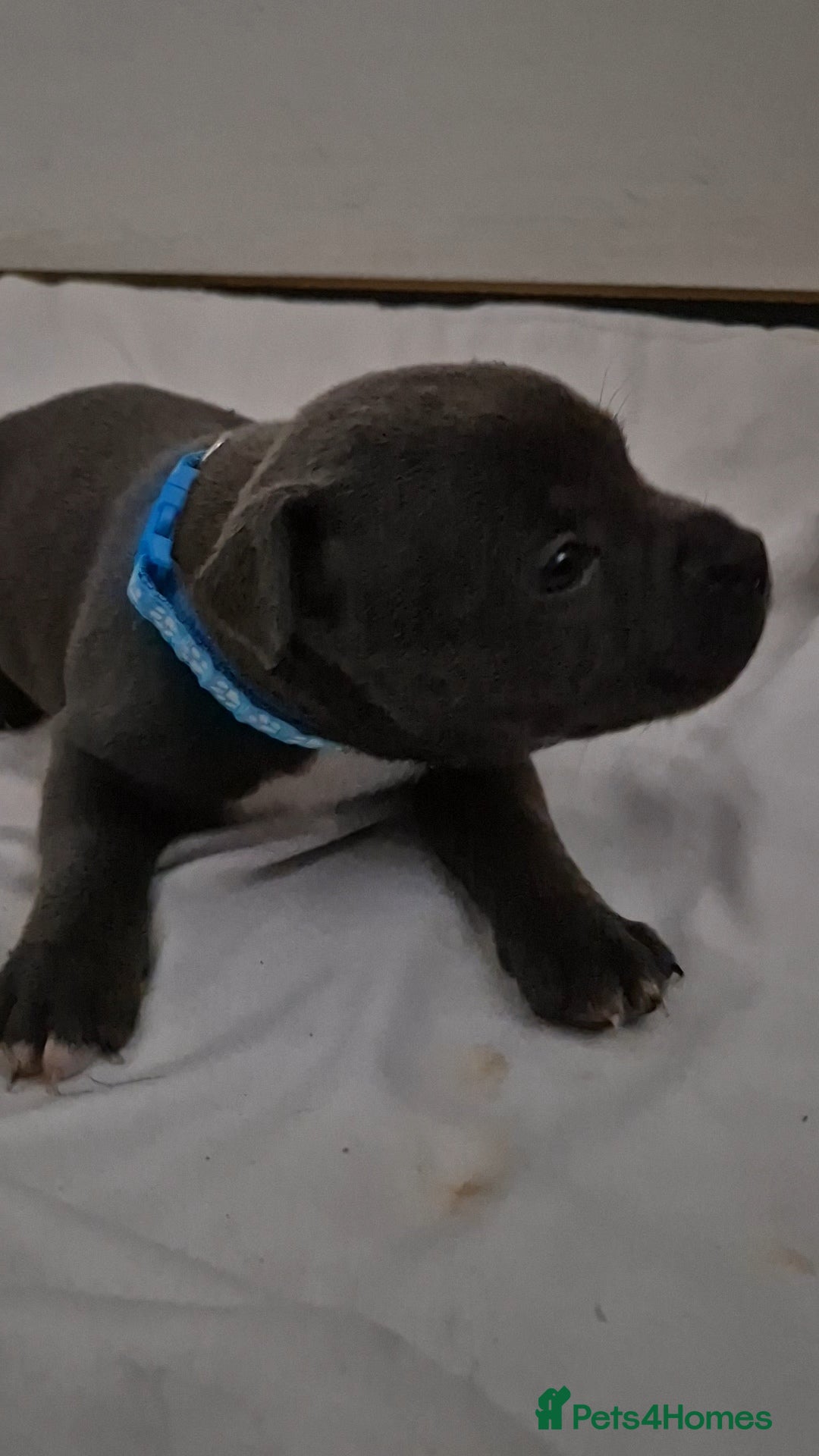 Staffordshire Bull Terrier dogs for sale: Blue staffs for sale £900 - Image 14