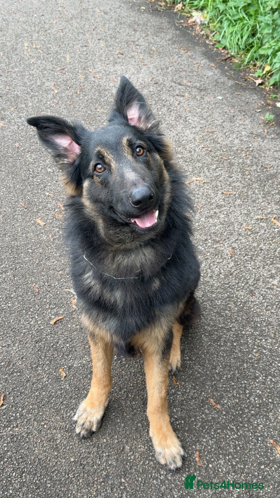 Mixed Breed dogs (Shadow)17 month German Shepard cross bordercollie - Advert 6