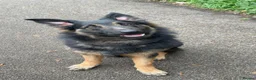 Mixed Breed dogs for sale: (Shadow)17 month German Shepard cross bordercollie - Advert 1