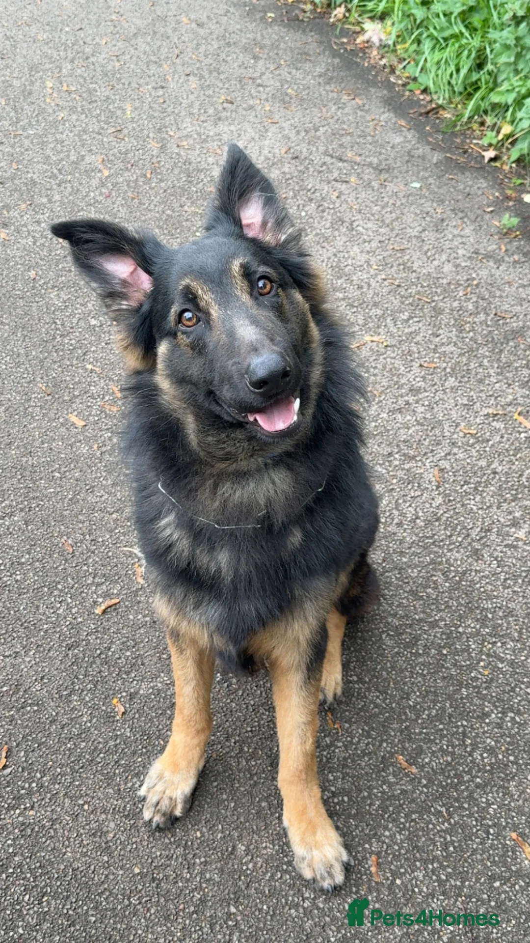 Mixed Breed dogs for sale: (Shadow)17 month German Shepard cross bordercollie - Advert 1
