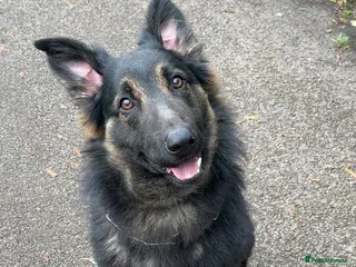 Mixed Breed dogs (Shadow)17 month German Shepard cross bordercollie - Advert 8