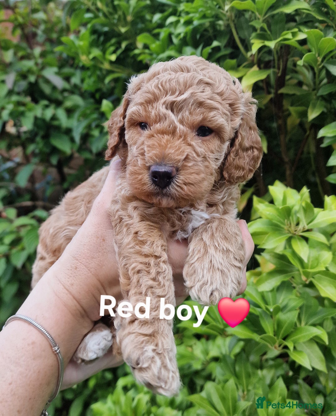 Cavapoochon dogs for sale: F1b Cavapoochon Puppies – 3 Boys Ready to Reserve - Image 7