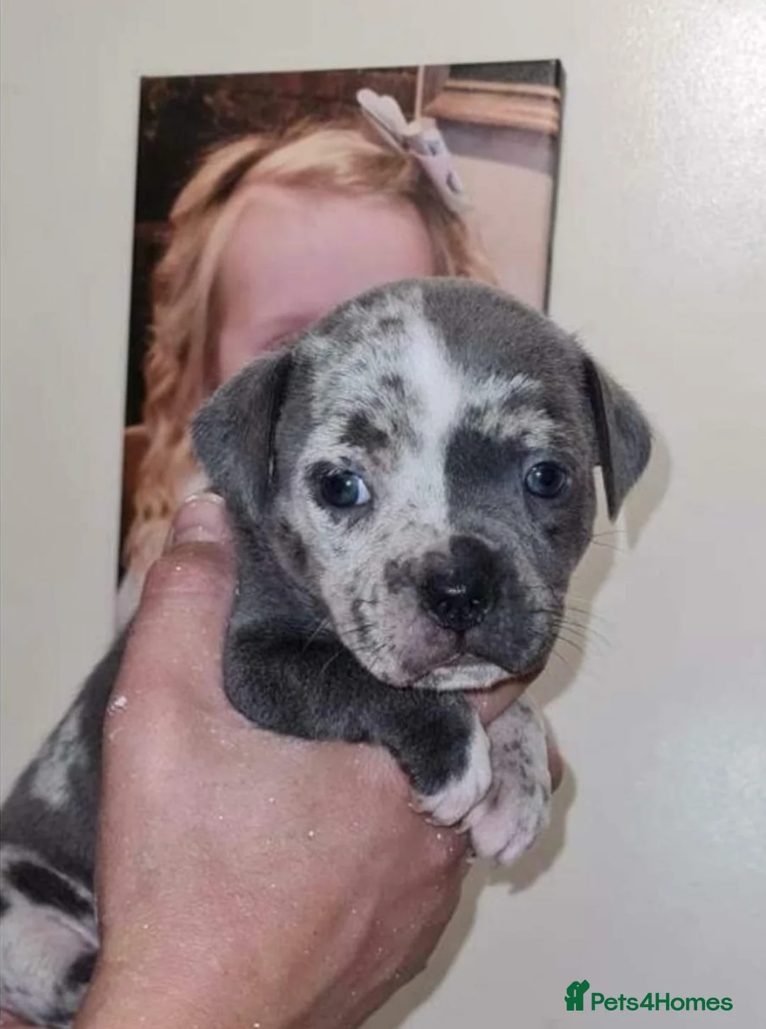 Staffordshire Bull Terrier dogs for stud: Best bloodlines in the UK Holds 20  CHAMPS PROVEN in Swansea - Advert 15