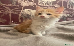 Mixed Breed cats for sale: 5 Fluffy Half Maine Coon kittens - Advert 31