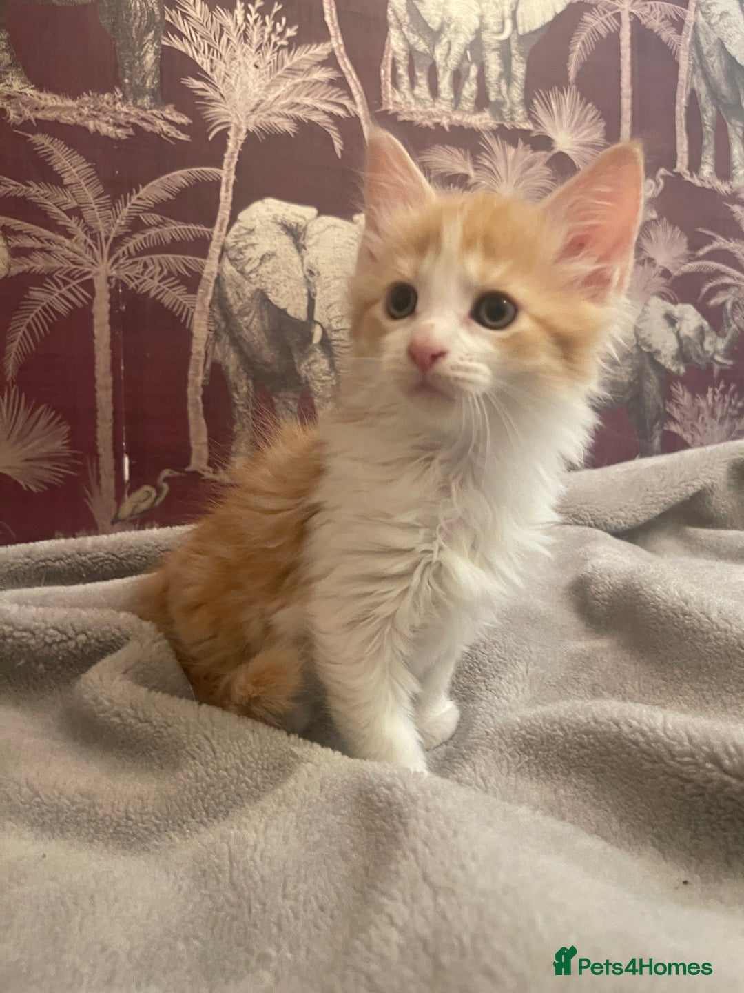 Mixed Breed cats for sale: 5 Fluffy Half Maine Coon kittens - Advert 31