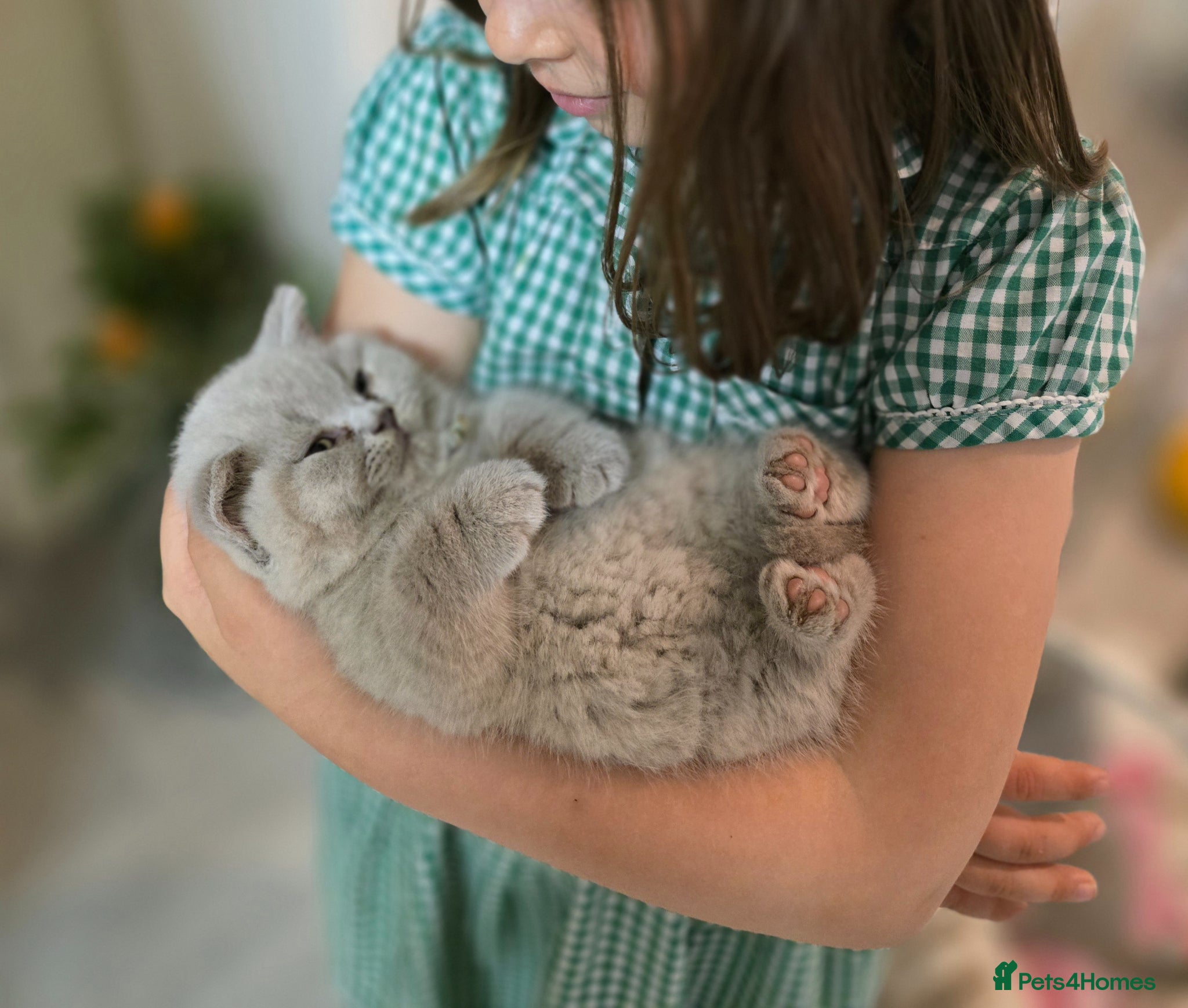 British Shorthair cats for sale: Championship Lines Bridgerton Litter - Advert 2
