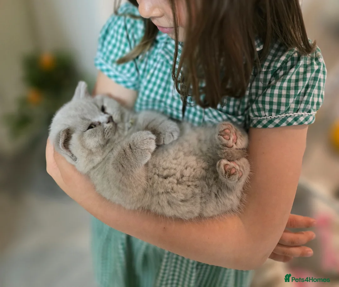 British Shorthair cats for sale: Championship Lines Bridgerton Litter - Advert 1