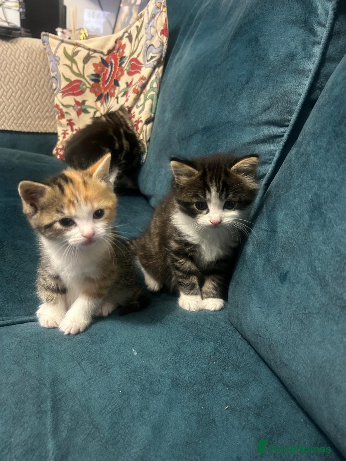 Mixed Breed cats Stripped British Shorthair & longhair kittens - Advert 1