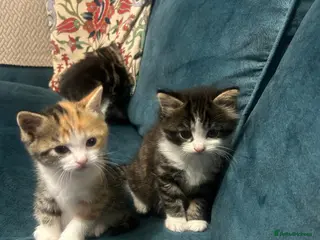 Mixed Breed cats Stripped British Shorthair & longhair kittens - Advert 1
