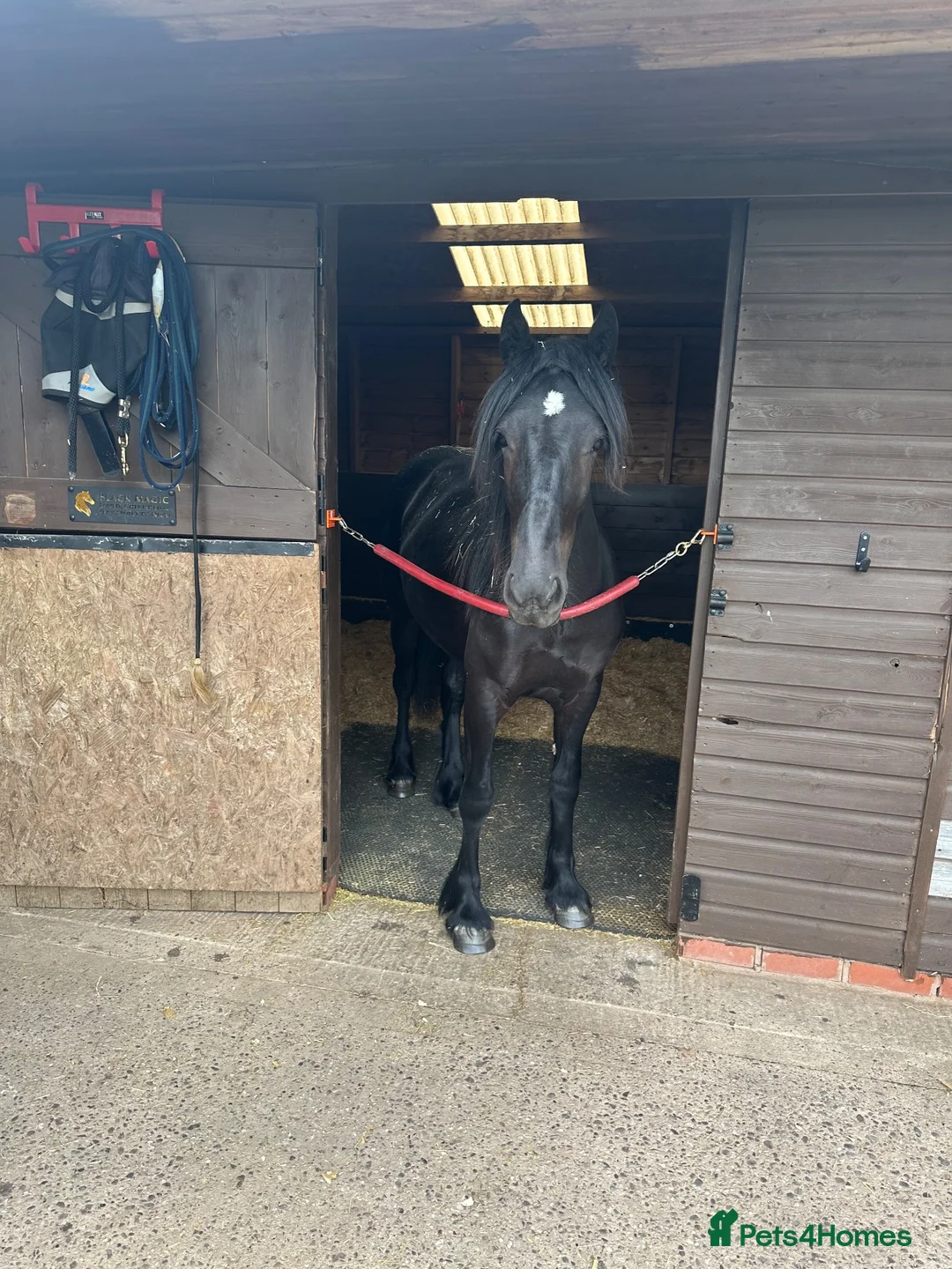 Dales horses for sale: Exceptional Dales Mare Studbook Section A in Coventry - Advert 5