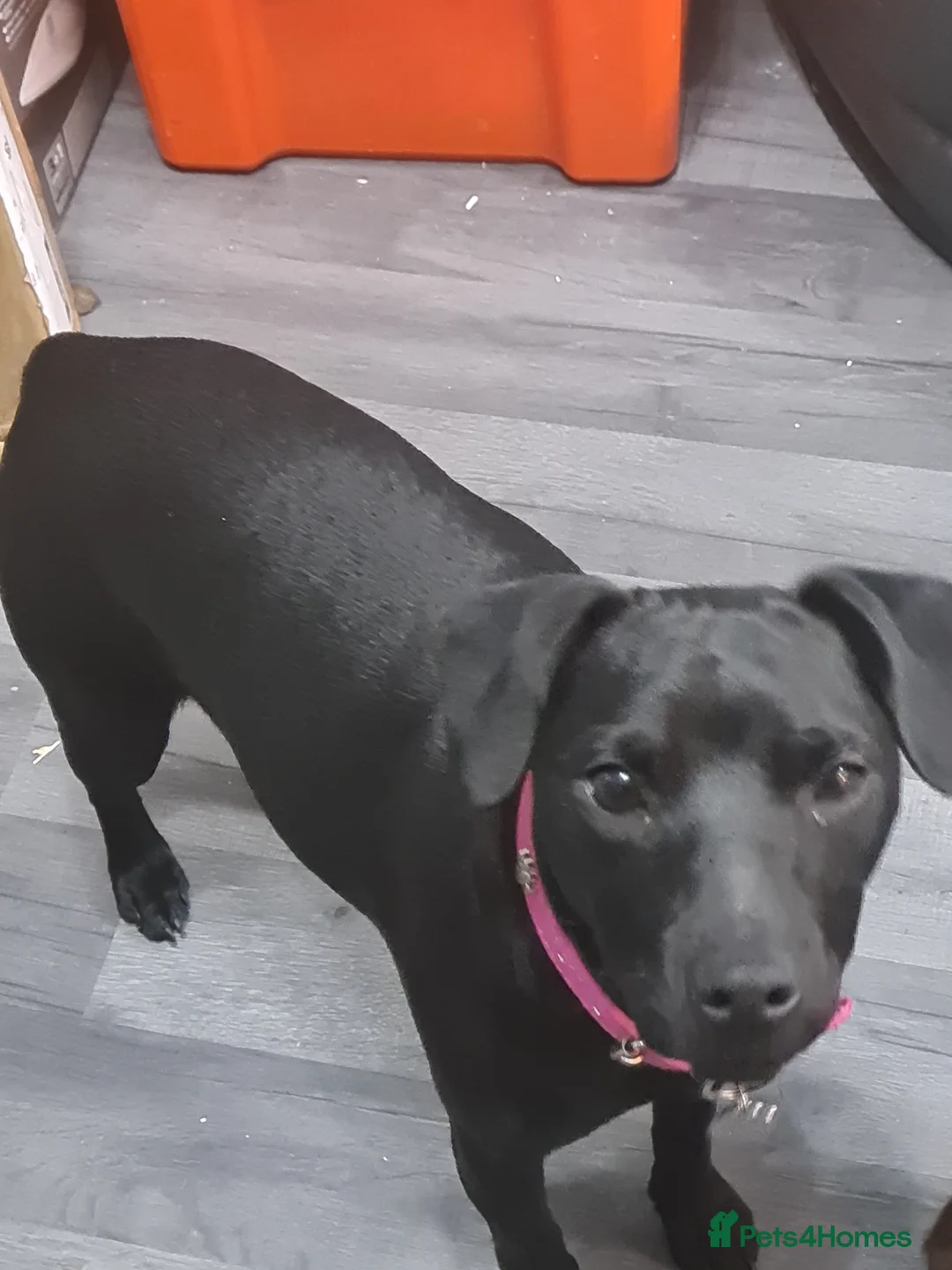 Patterdale Terrier dogs for sale: Beautiful chocolate Paterdale Terrier 4 months old in Stevenage - Advert 8