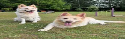 German Shepherd dogs for sale: Apricot/Cream GSD FEMALE  - Advert 29