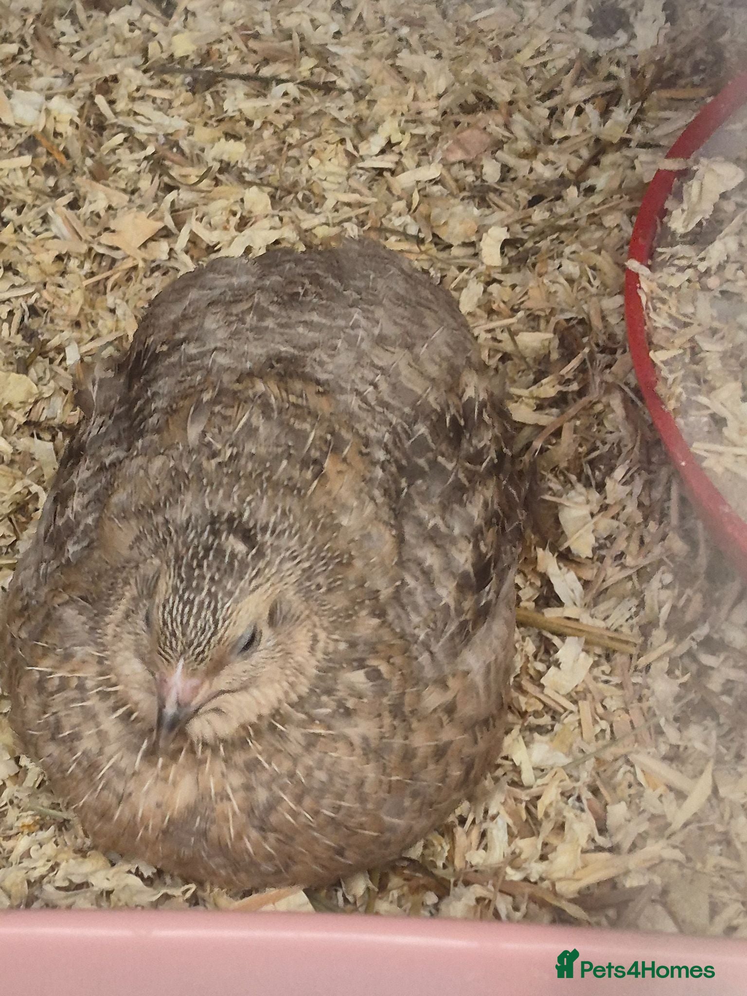 Quail poultry Beautiful silver quail - Advert 1