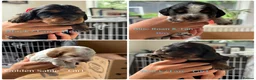 Cocker Spaniel dogs for sale: 4 “show” cocker spaniels  - Advert 2