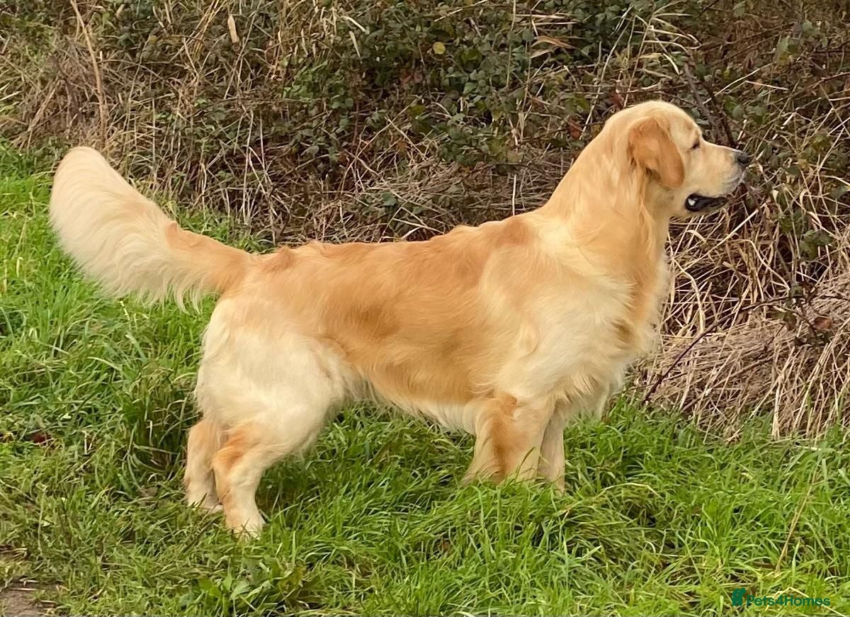 Golden Retriever dogs Golden Retriever Stud - Advert 2
