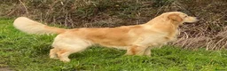 Golden Retriever dogs for stud: Golden Retriever Stud in Selby - Advert 2
