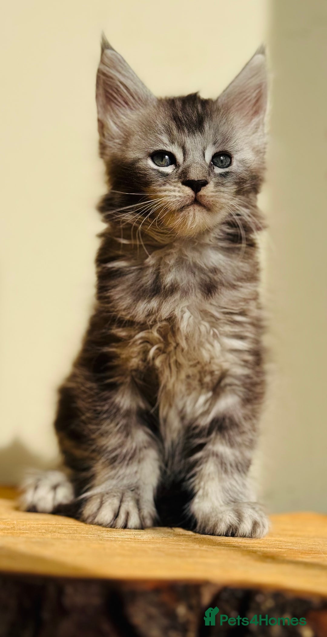Maine Coon cats for sale: Beautiful pure bread maine coon kittens  - Image 17