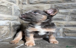 French Bulldog dogs for sale: 4 Fluffy French Bulldogs FOR SALE  - Image 11