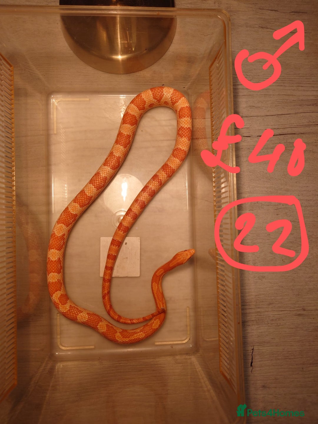 Snake reptiles for sale: My collection of corn snakes. - Advert 4