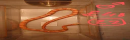 Corn Snake reptiles for sale: Corn snake - Advert 14