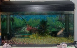 Goldfish fish for sale: 1 x plecos 1x goldfish  - Advert 3