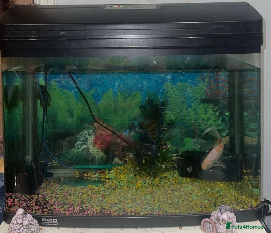 Goldfish fish for sale: 1 x plecos 1x goldfish  - Advert 3