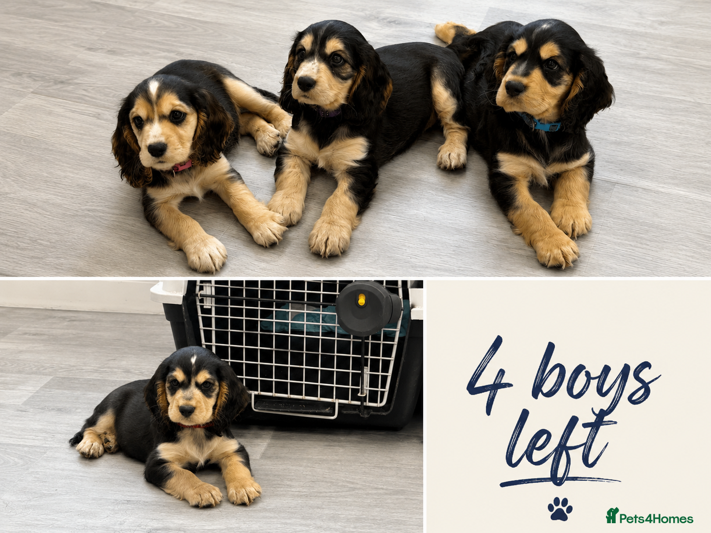 Cocker Spaniel dogs  🚨READY NOW 🚨 show cockers  - Advert 15