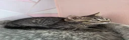 Mixed Breed cats for sale: Last kitten looking lovely new home  - Advert 8