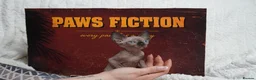 Sphynx cats for sale: Blanket Loving Canadian Sphynx in Manchester - Advert 6