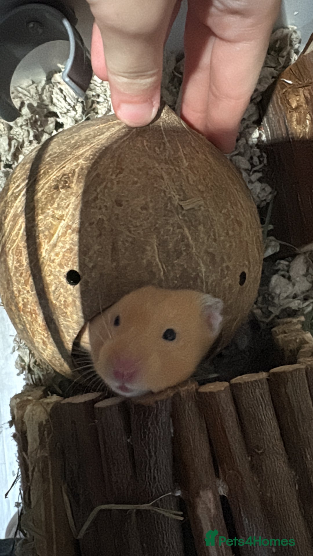 Hamster rodents for sale: George the Syrian Hamster (includes cage etc…) - Image 2