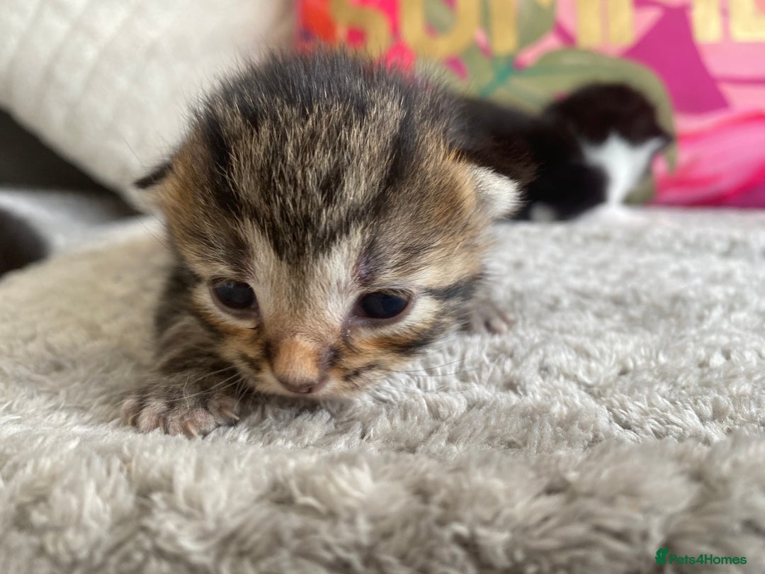 Ragdoll cats for sale: Kittens 💗 - Image 4