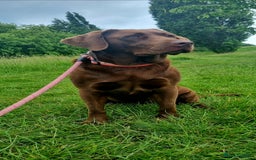 Labrador Retriever dogs for sale: Bundle of Chocolate Joy- Labrador Retrive Puppies - Image 22