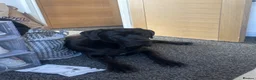 Cane Corso dogs for stud: Panther - Advert 2