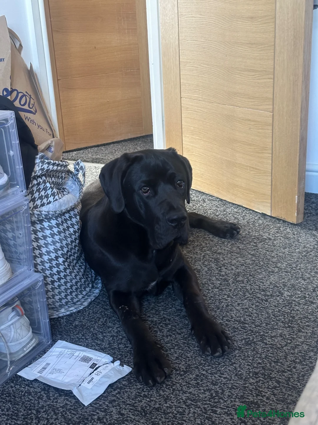 Cane Corso dogs for stud: Panther - Advert 2
