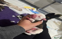 Mixed Breed dogs for sale: American bulldog cross Staffy pups - Image 4