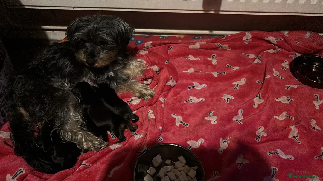Yorkshire Terrier dogs for sale: ‼️ Litter of 5 Yorkies ‼️ - Advert 3