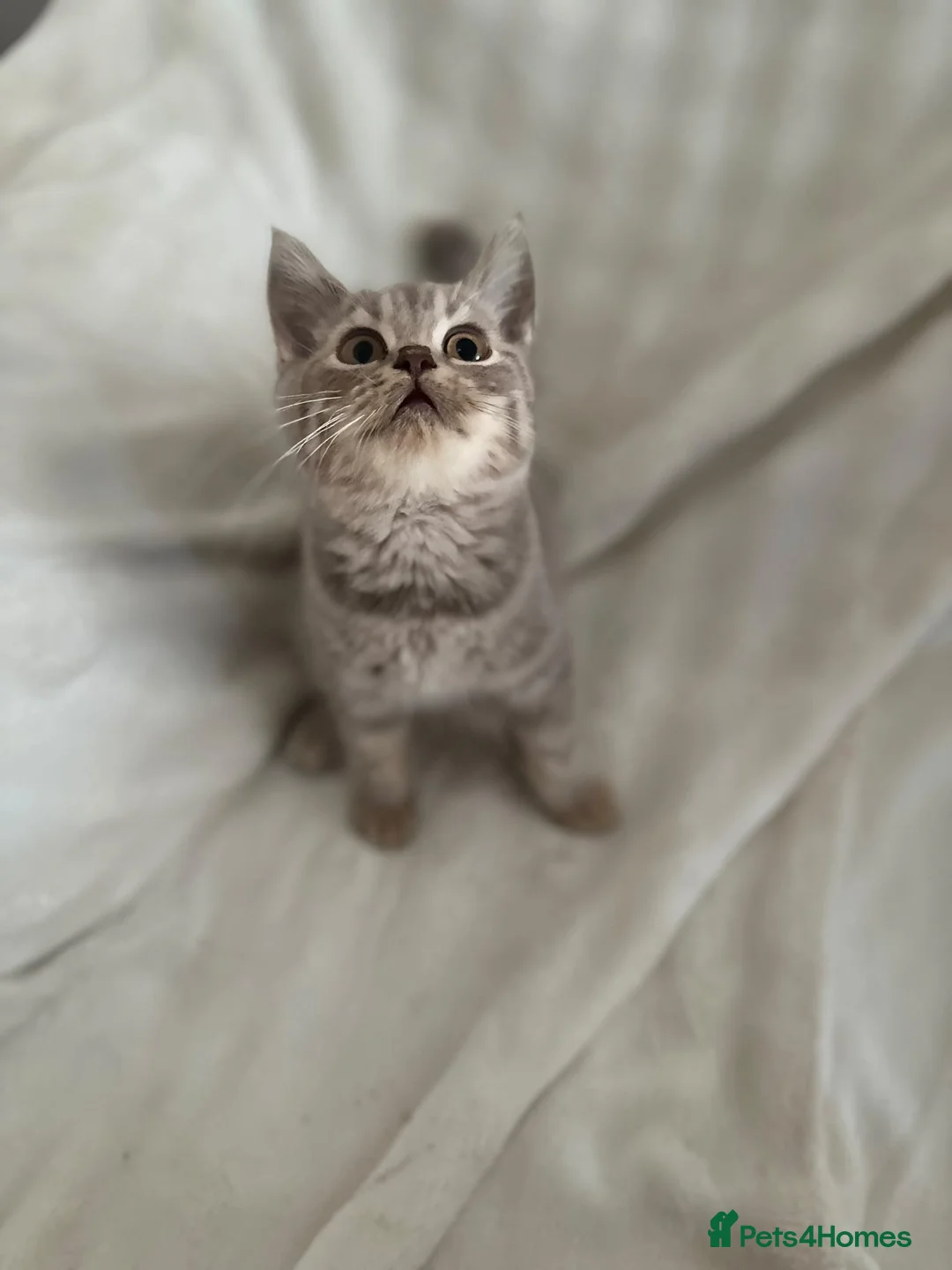 British Shorthair cats for sale: Brittish shorthair  - Advert 2