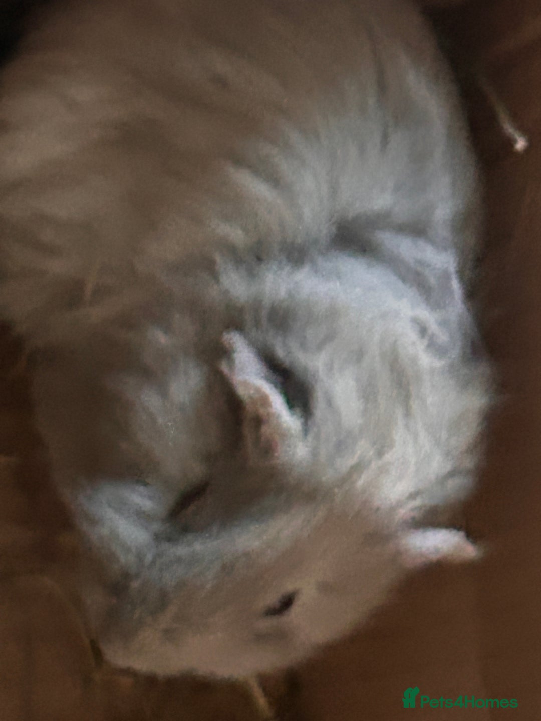 Guinea Pig rodents for sale: Baby guinea pigs - Advert 2