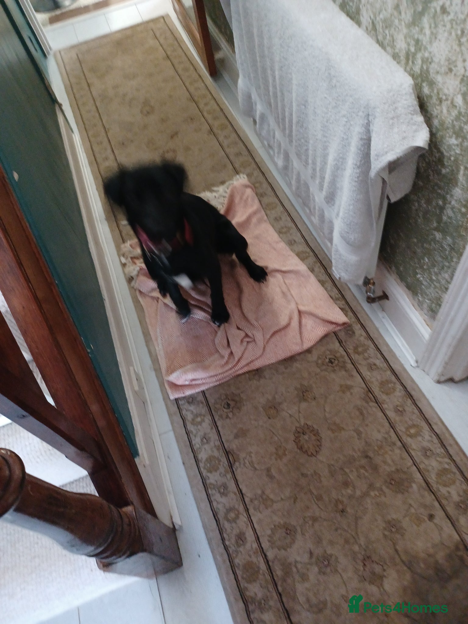 Mixed Breed dogs for sale: Sprollie 6/7mth old Sprollie in Camborne - Advert 3