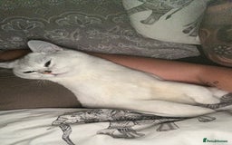 British Shorthair cats for sale: White British short hair in Wellingborough - Image 4