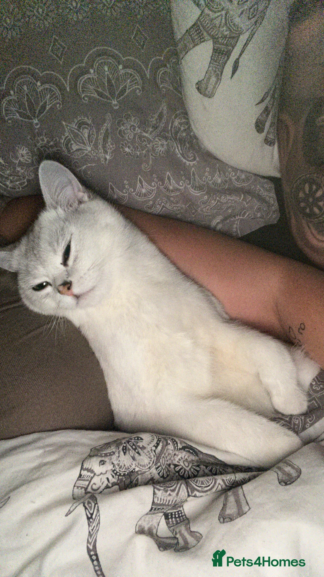 British Shorthair cats for sale: White British short hair in Wellingborough - Image 4