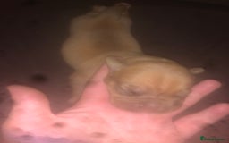 Dogue De Bordeaux dogs for sale: Beautiful dog de Bordeaux puppies full breads  - Image 11