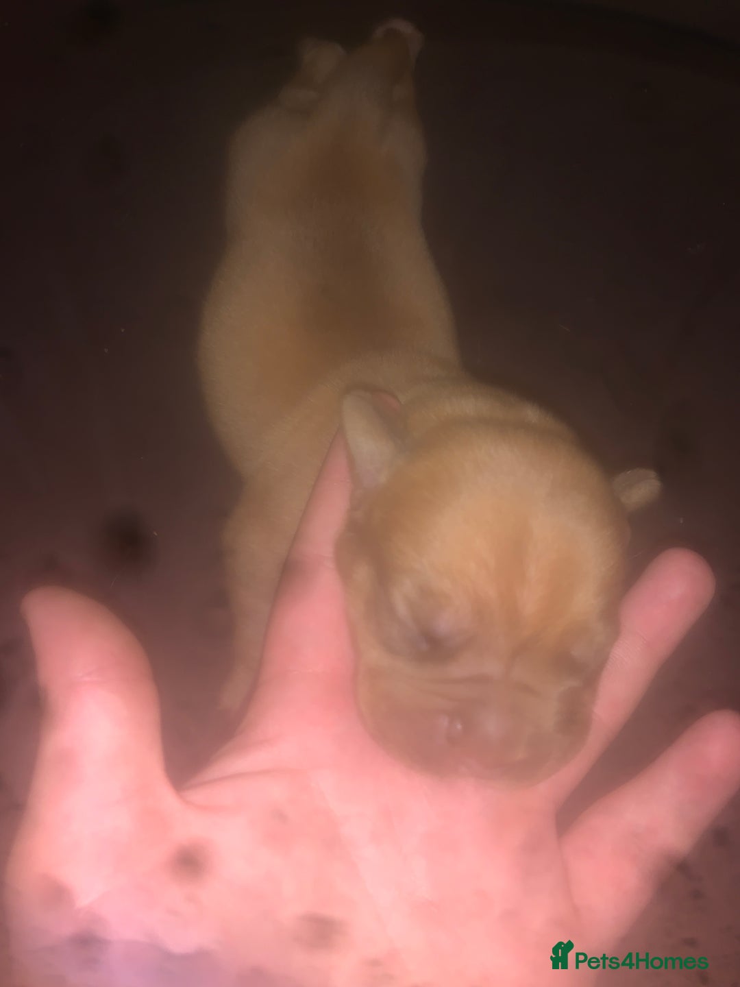Dogue De Bordeaux dogs for sale: Beautiful dog de Bordeaux puppies full breads  - Image 11
