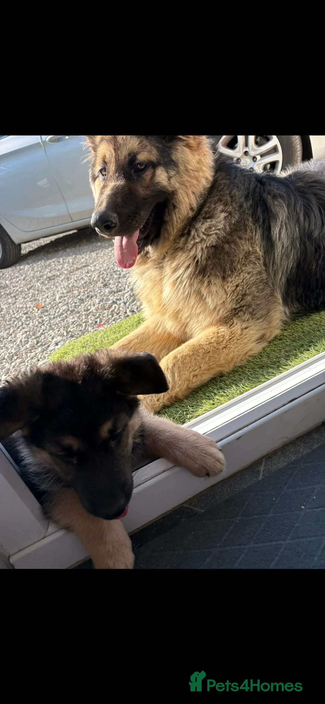 German Shepherd dogs for sale: German shepherd girl her name is velvet - Advert 2