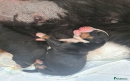 Bernese Mountain Dog dogs for sale: puppy  - Image 7