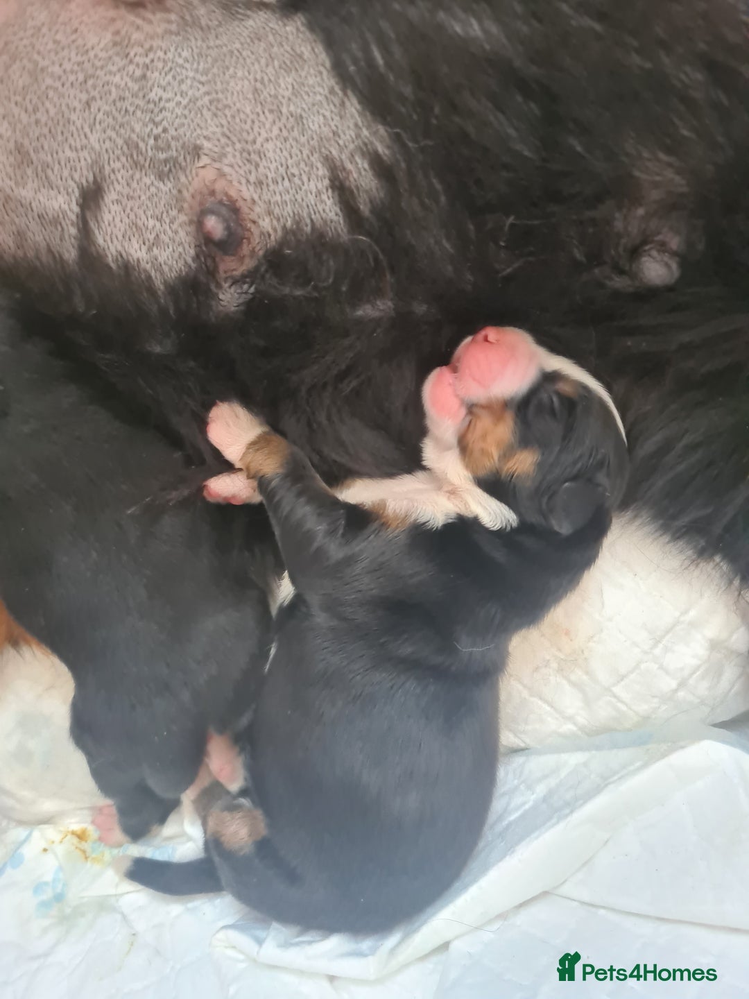Bernese Mountain Dog dogs for sale: puppy  - Image 7