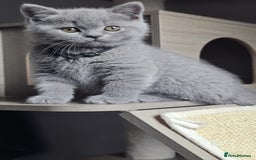 British Shorthair cats for sale: (READY NOW) Show Quality Champions 🥇🏆BSH GCCF - Image 7