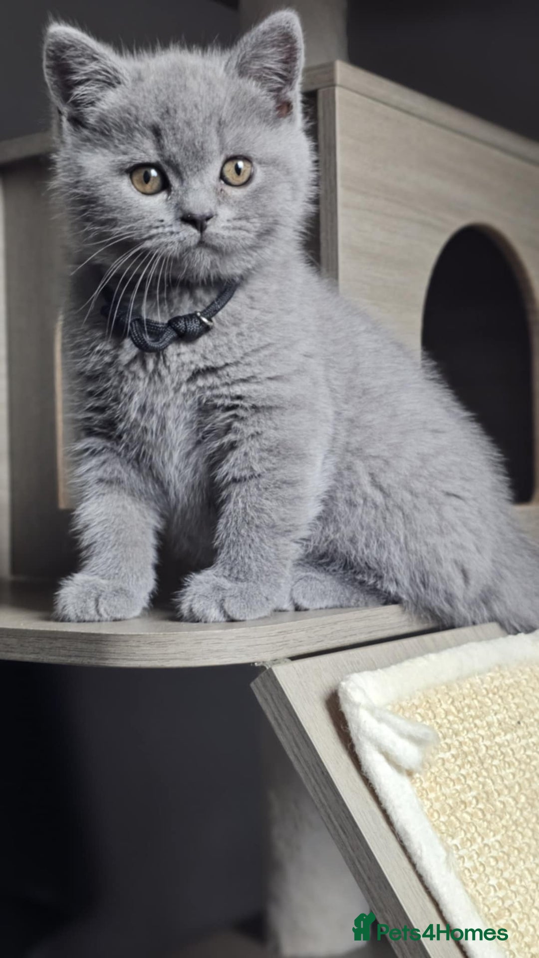 British Shorthair cats for sale: (READY NOW) Show Quality Champions 🥇🏆BSH GCCF - Image 7